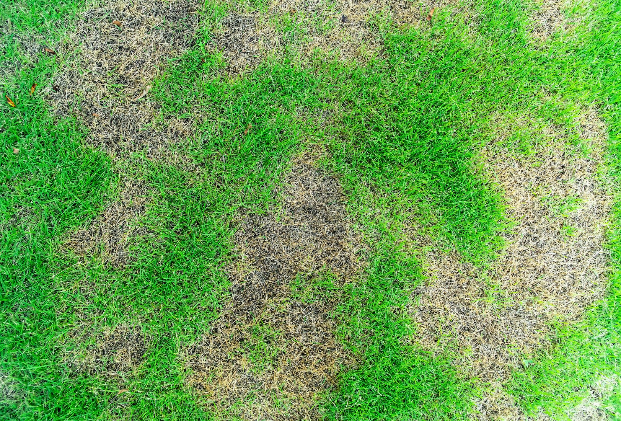 Picture of Patchy Grass